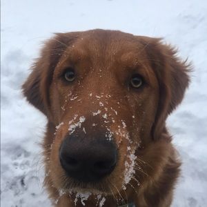 Meet your Posher, Zak